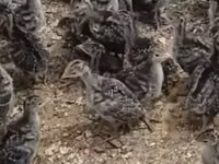 Turkeys — foto 5