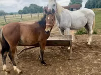 Kůň, Lipizzaner — foto 1