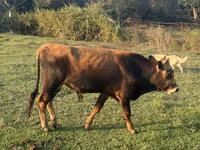 Bulle, Rinder — Foto 2