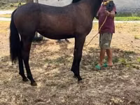 Égua, Cavalos — foto 5
