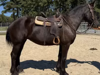 Klisna, Percheron — foto 3