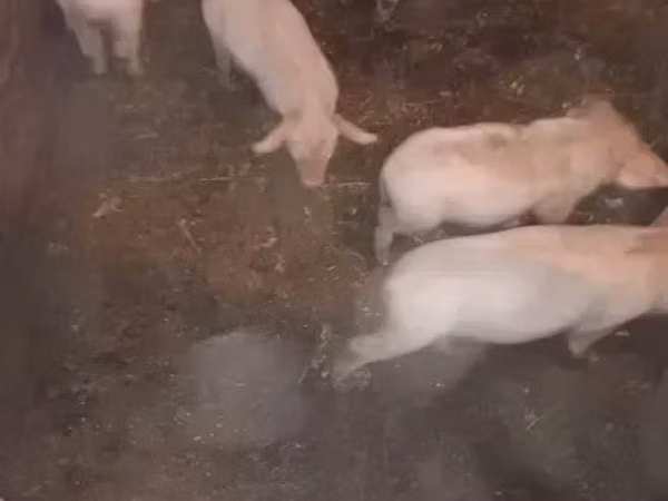 გომელი, ღორები
