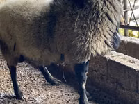 Bélier, Moutons — photo 3
