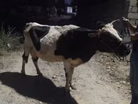 Vaca, Ganado vacuno — foto 1
