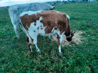 Sığır (parti, cinsiyet belirtilmedi), Russian Black pied cattle — foto 6