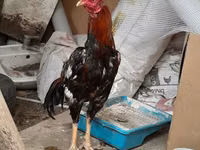 Chickens — foto 2