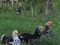 Chickens — photo 5