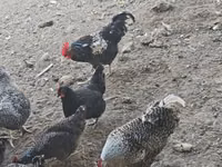 Chickens — Foto 2