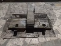 Շինշիլա շինշիաների վանդակ — foto 2