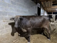 Krowa, Brahman — zdjęcie 4