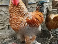 Gallinas Shamo — foto 1