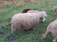 Qoyun, Assaf sheep — foto 3