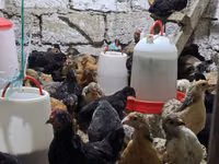 Chickens — புகைப்படம் 8