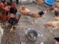 Chickens — foto 6
