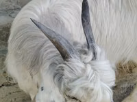 Ешкі, Alpine goat — 1-сурет