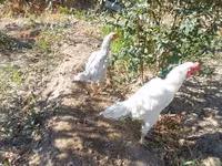 Shamo chickens — photo 4