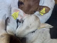 ثور, Simmental cattle — الصورة 1