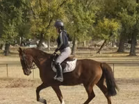Kobyła, Hungarian horse breed — zdjęcie 2