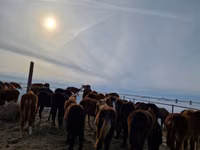 Pferde (Partie, Geschlecht nicht angegeben), Yakutian horse — Foto 2