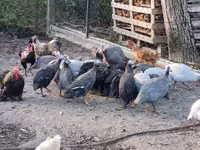 Guinea fowl — फ़ोटो 3