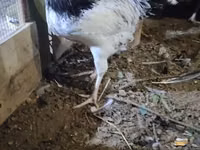 Chickens — foto 1