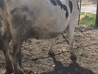 Sigir, Russian Black pied cattle — 7-rasm