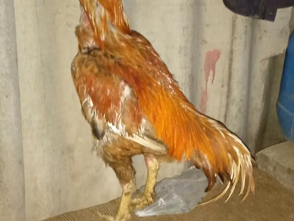 Chickens — அசர்பைஜான்