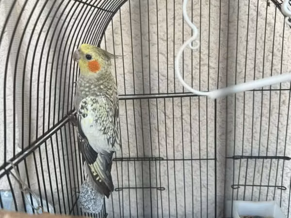 Real alana, qiymətdə razılaşmaq olar. Nimfa (Cockatiel) + qəfəs və