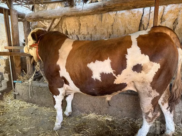 Bulle, Simmental cattle