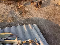 Ducks — foto 2
