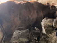 பசு, Simmental cattle — புகைப்படம் 5