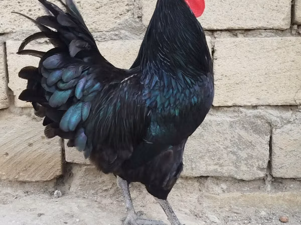 Chickens — Azerbaïdjan