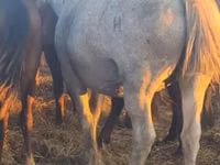 Atlar (parti, cinsiyet belirtilmedi), Horse breed — foto 6