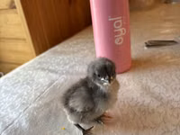 Chickens — foto 4