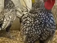 Chickens — zdjęcie 6