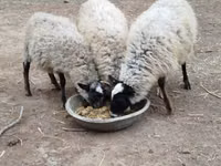 Ovejas (lote, sexo no especificado), Romanov sheep — foto 2