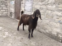 Keçi, Damask goat — foto 7