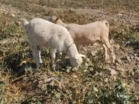 Dişi keçi, Saanen goat — foto 3