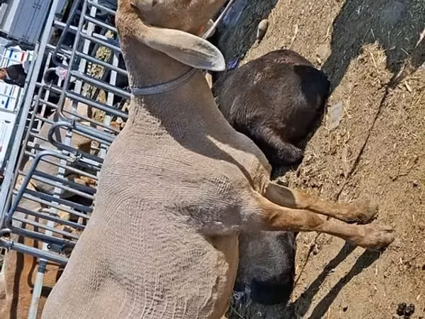 பெண் ஆடு, Edilbay sheep