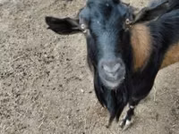 Kozioł, Kozy — zdjęcie 4