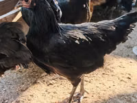 أوسترالورب — الصورة 1