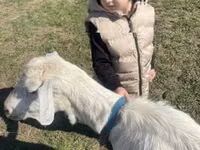 बकरी, Alpine goat — फ़ोटो 2