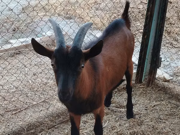 雄ヤギ, Alpine goat