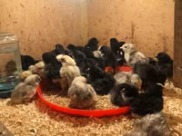 Chickens — foto 2