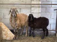 Carneiro, Small-tailed Han sheep — foto 2