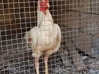 Chickens — zdjęcie 2