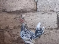 Chickens — Foto 2