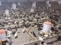 Chickens — foto 7
