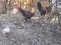 Chickens — foto 2
