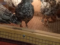Japonský bantam — foto 1